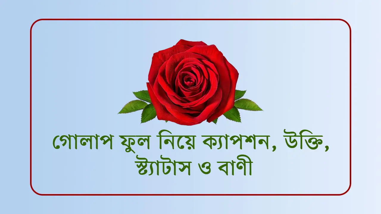 গোলাপ ফুল নিয়ে ক্যাপশন, উক্তি, স্ট্যাটাস ও বাণী