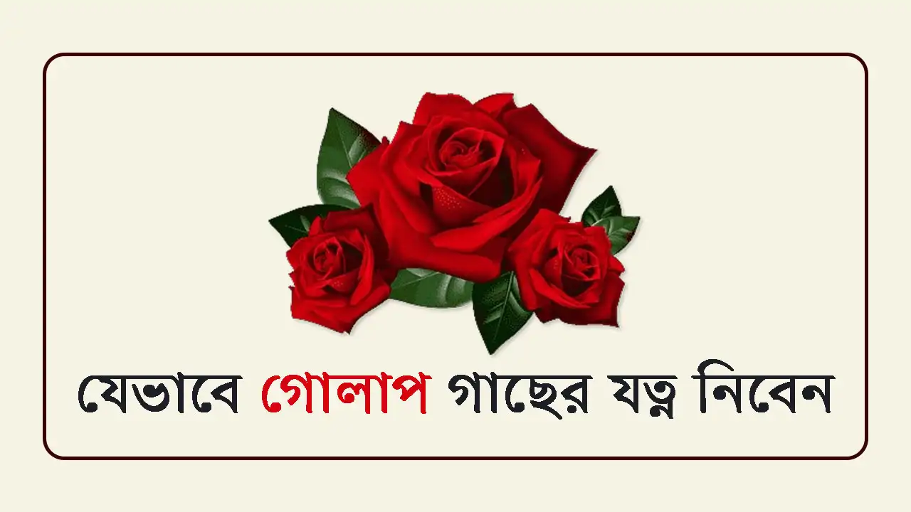 যেভাবে-গোলাপ-গাছের-যত্ন-নিবেন